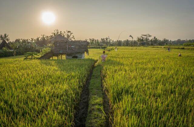 Yoga Retreat Bali Reisterrassen